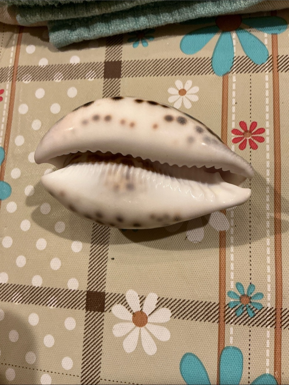 Libra Decorative Shell Accent - Picture 2 of 5